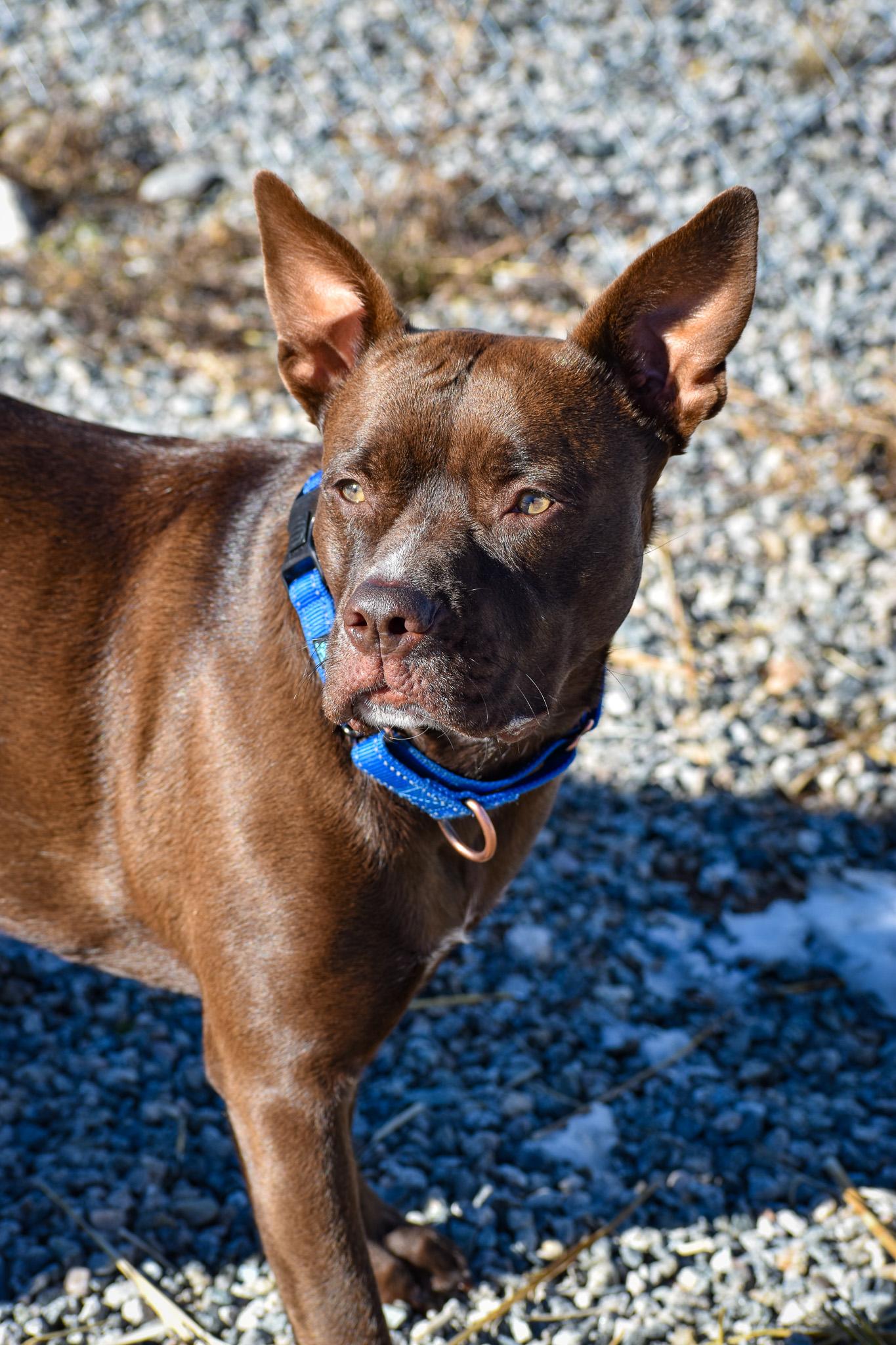 Indie, a Adoptable mixed breed in Buena Vista, CO image 6/6