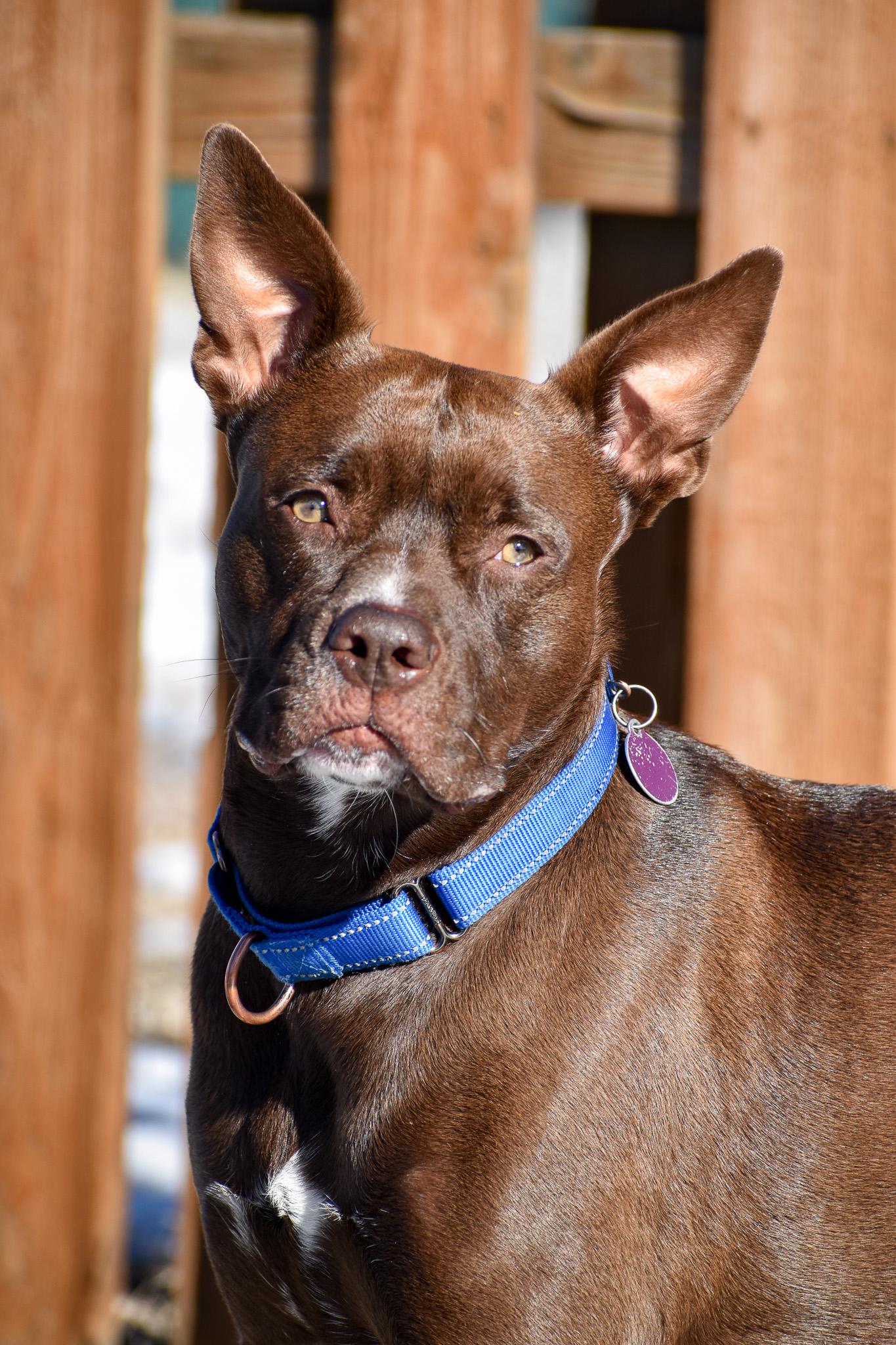 Indie, a Adoptable mixed breed in Buena Vista, CO image 4/6