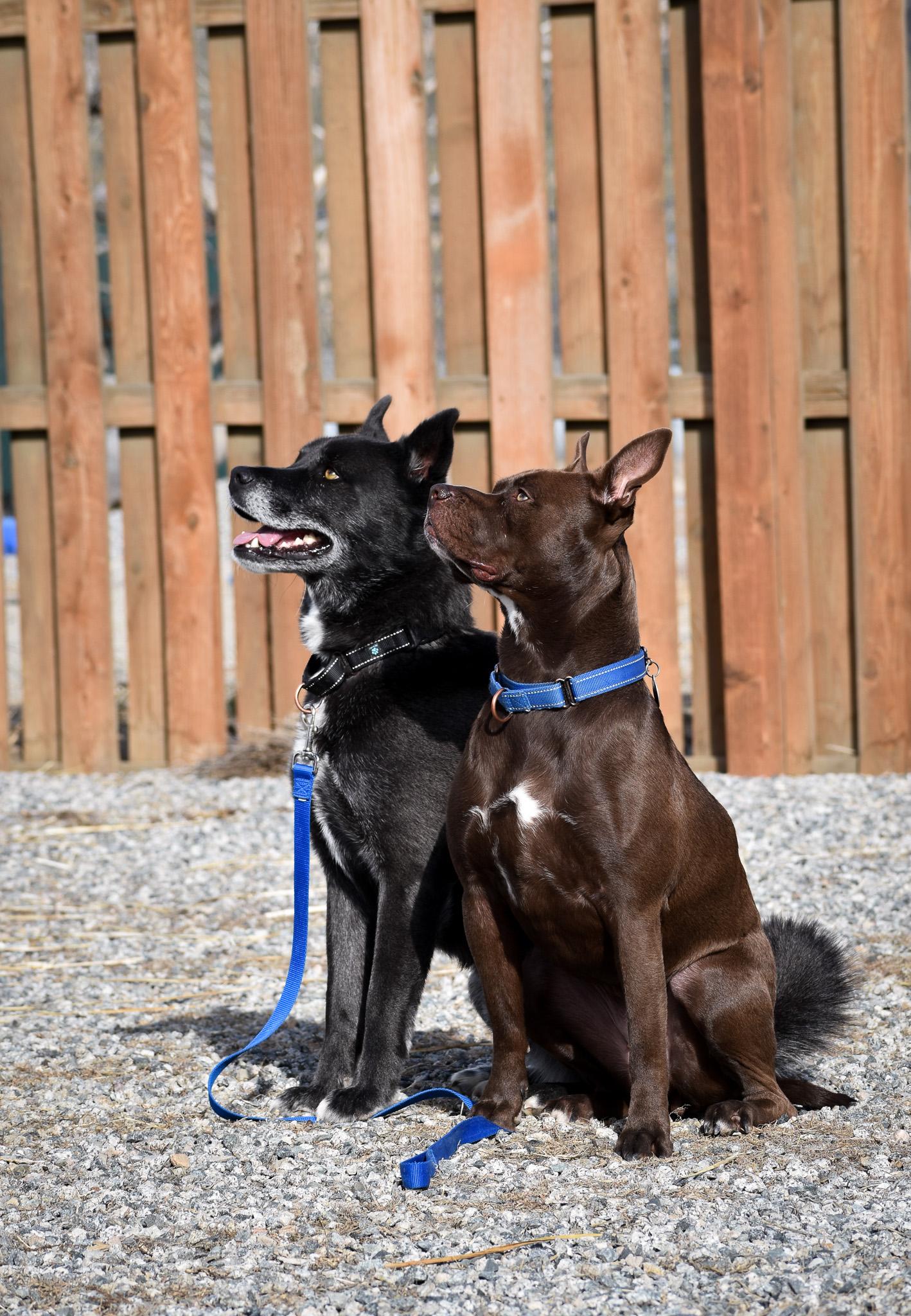 Indie, a Adoptable mixed breed in Buena Vista, CO image 2/6