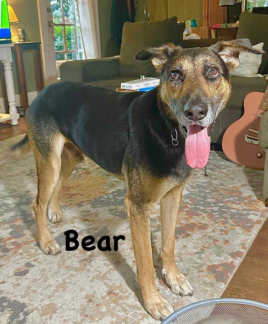 Bear, ADOPTABLE, Adult Male German Shepherd Dog.
