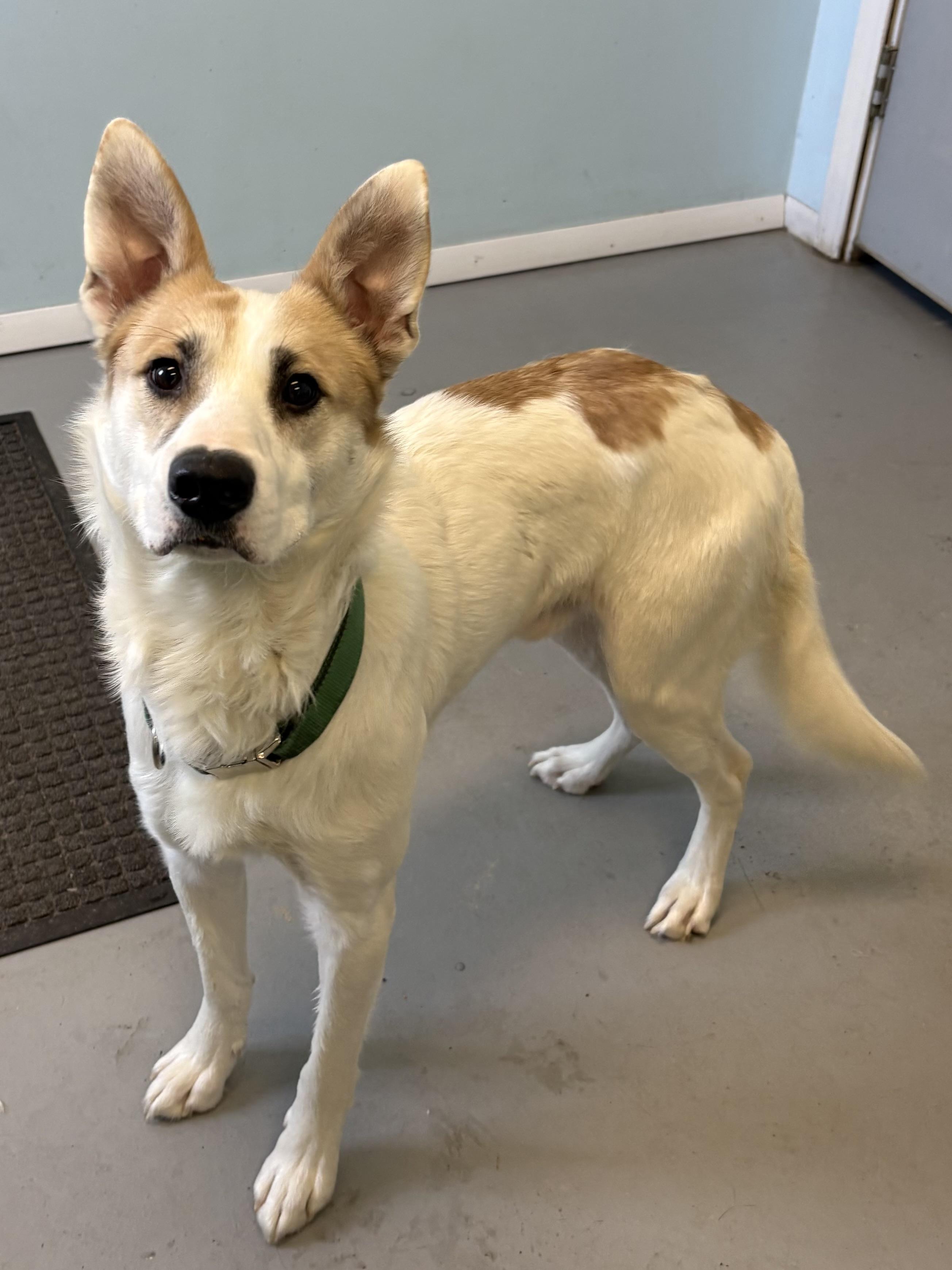 Enlarge Buster, a ADOPTABLE Mixed Breed in Big Rapids, MI image 3/3