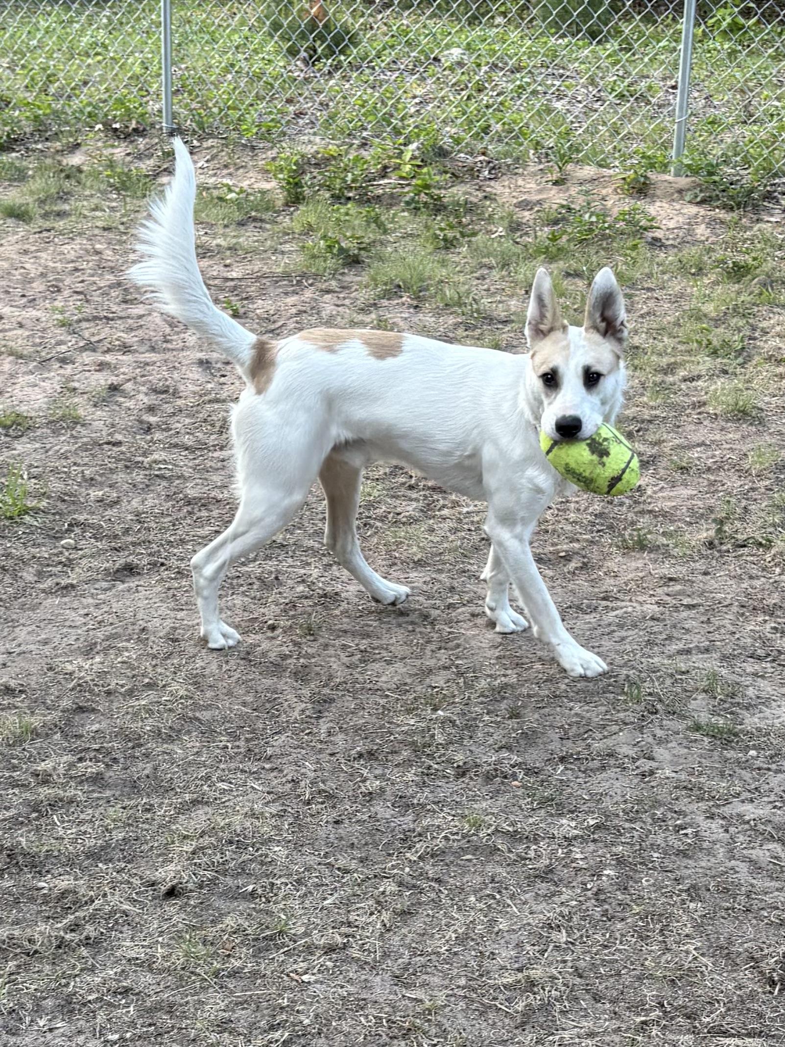 Enlarge Buster, an adoptable Mixed Breed in Big Rapids, MI image 4/5