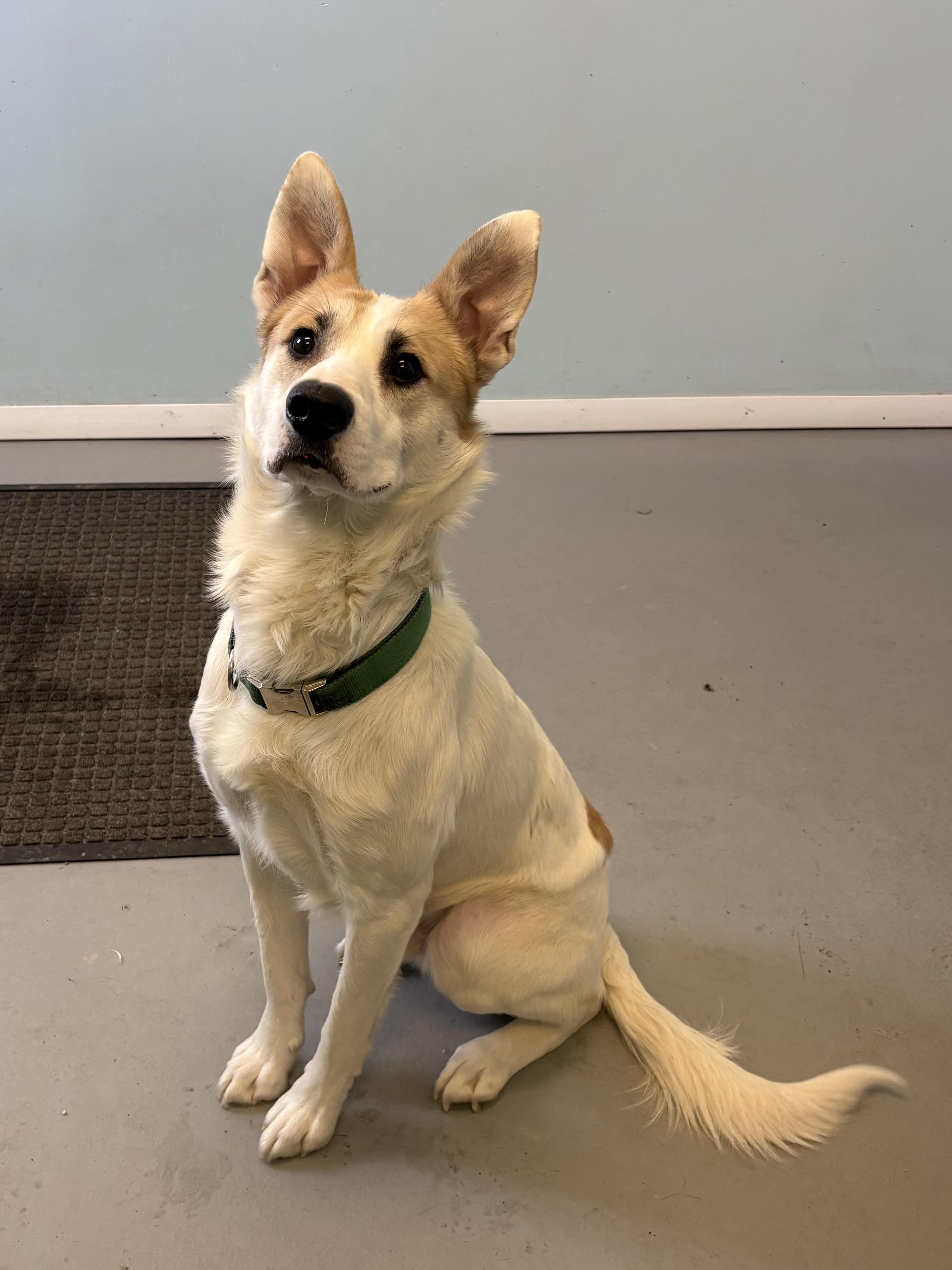 Enlarge Buster, a ADOPTABLE Mixed Breed in Big Rapids, MI image 2/3