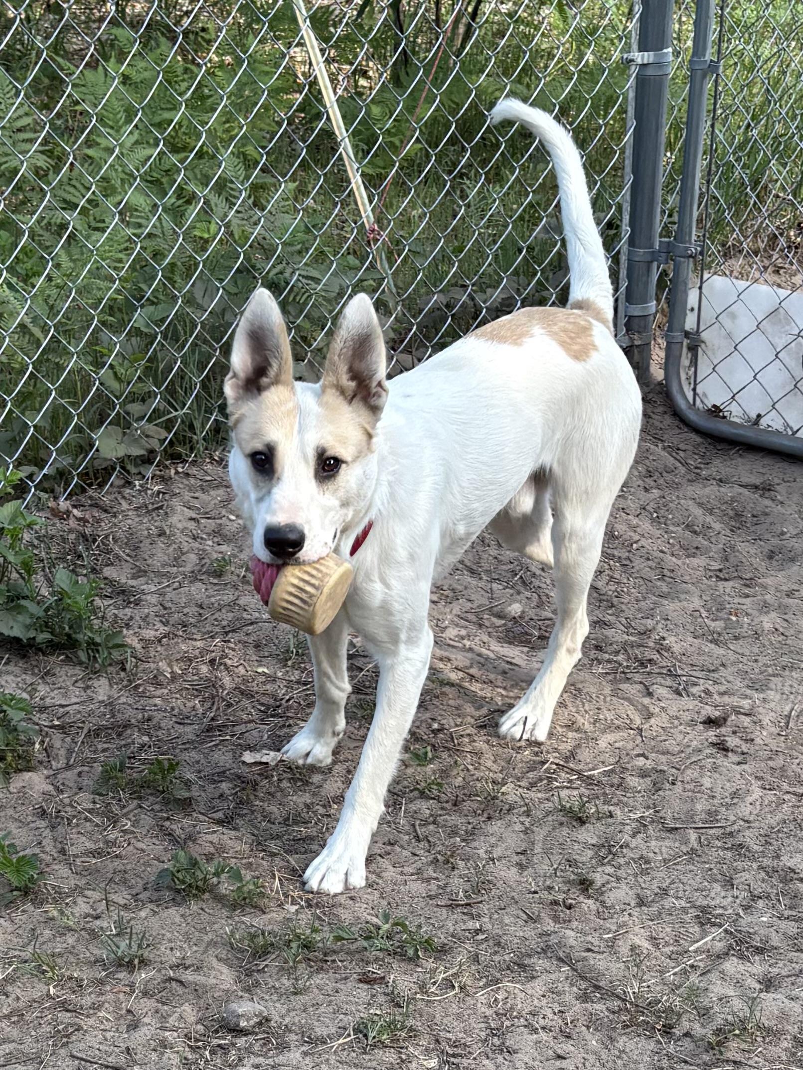 Enlarge Buster, an adoptable Mixed Breed in Big Rapids, MI image 5/5