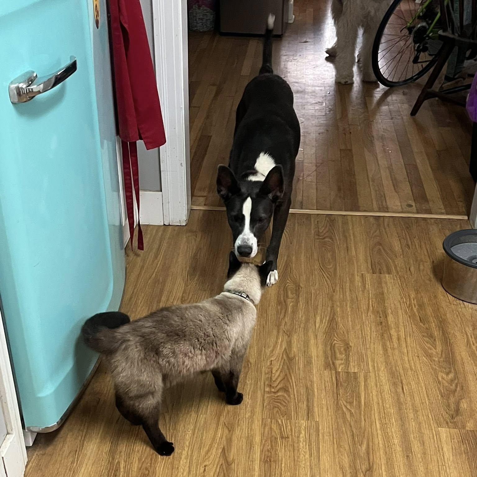 Enlarge Mack, an adoptable mixed breed in South Portland, ME image 6/6