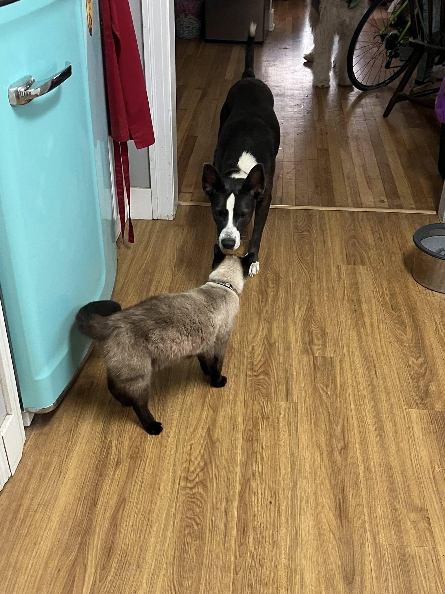 Enlarge Mack, an adoptable mixed breed in South Portland, ME image 6/6