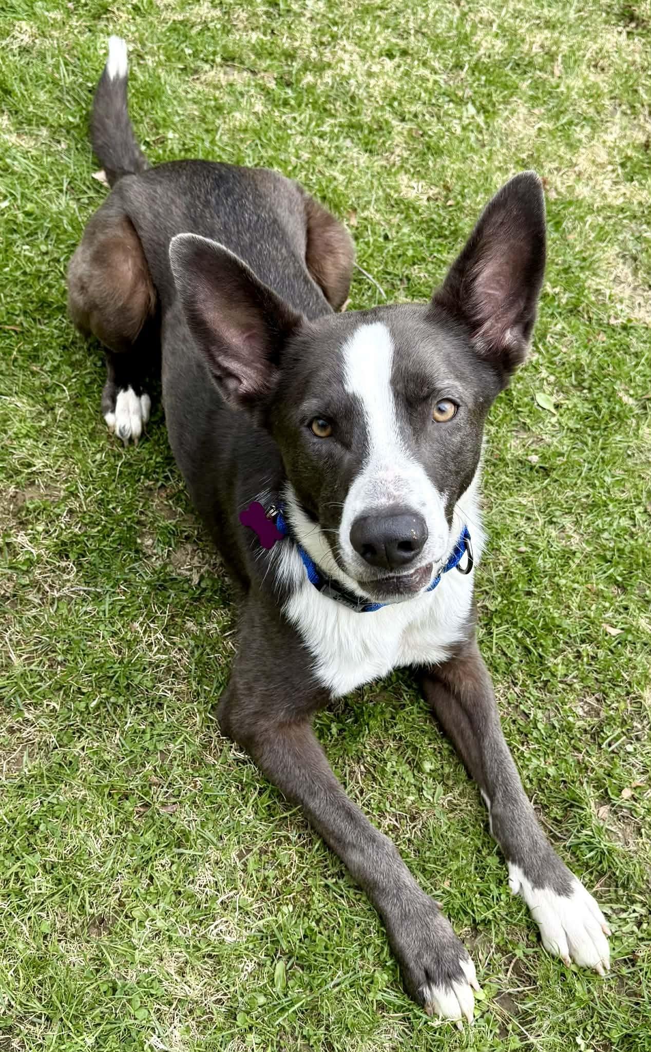 Enlarge Mack is no longer accepting applications!, an adoptable mixed breed in Biddeford, ME image 3/6