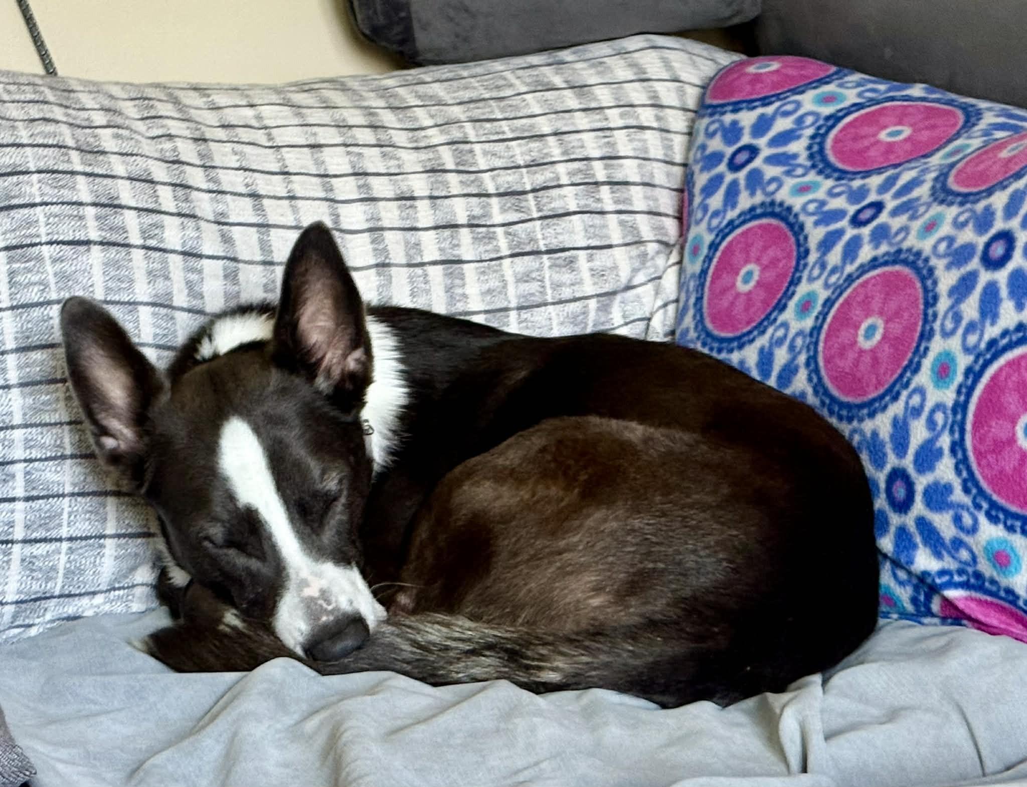 Enlarge Mack is no longer accepting applications!, an adoptable mixed breed in Biddeford, ME image 6/6