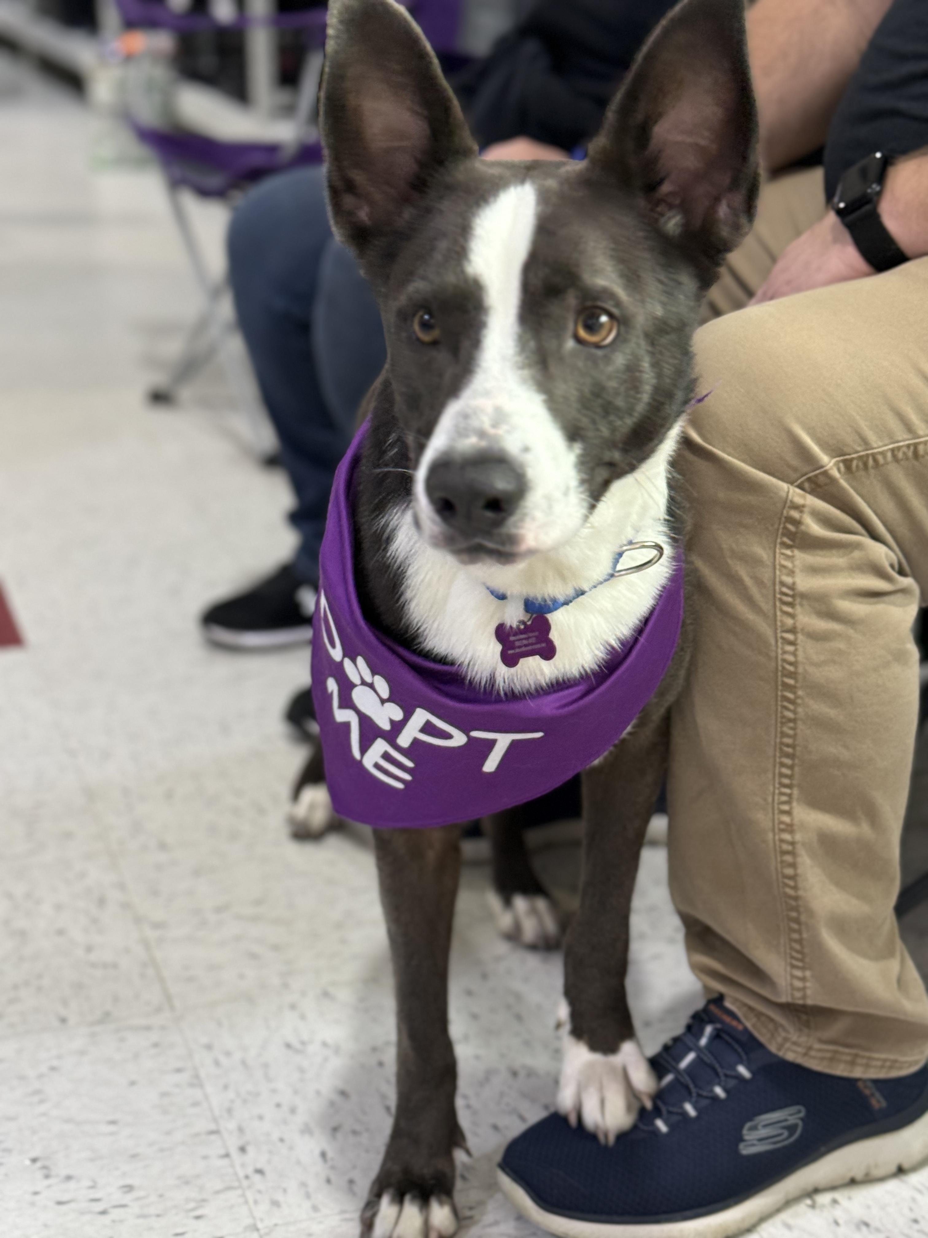 Enlarge Mack is adopted!, an adoptable mixed breed in Biddeford, ME image 1/6