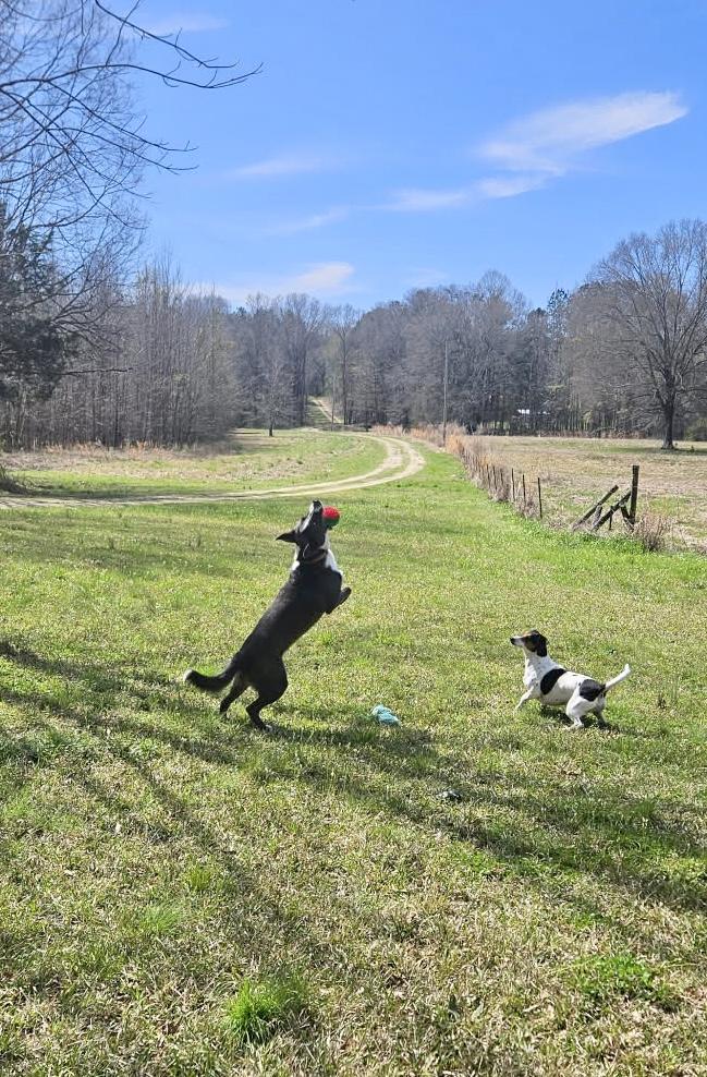 Enlarge Mack, an adoptable mixed breed in South Portland, ME image 4/6
