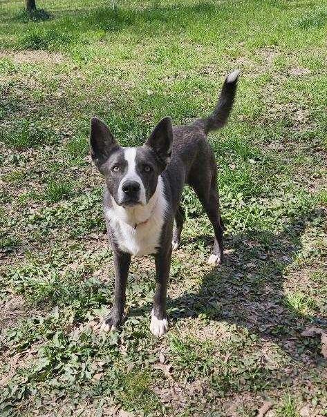 Enlarge Mack, an adoptable mixed breed in South Portland, ME image 3/6