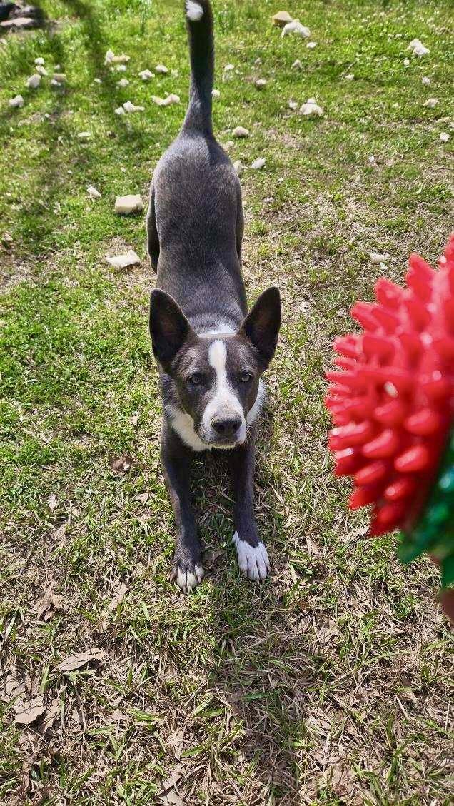 Enlarge Mack, an adoptable mixed breed in South Portland, ME image 5/6