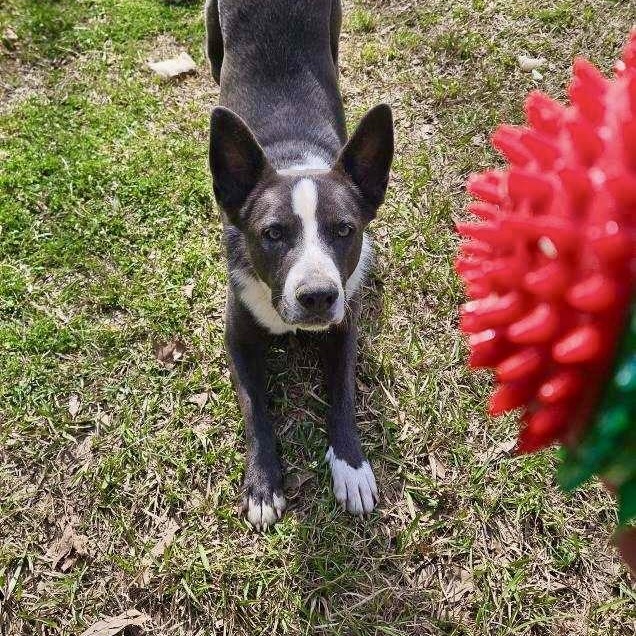 Enlarge Mack, an adoptable mixed breed in South Portland, ME image 5/6