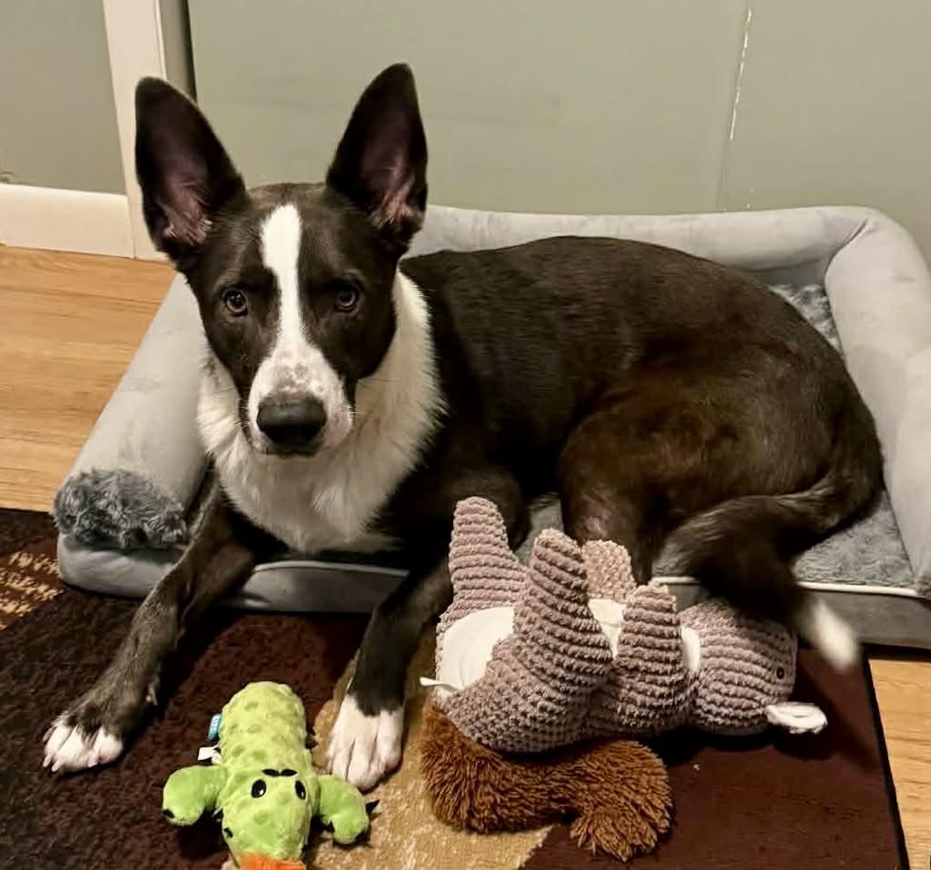 Enlarge Mack is no longer accepting applications!, an adoptable mixed breed in Biddeford, ME image 2/6