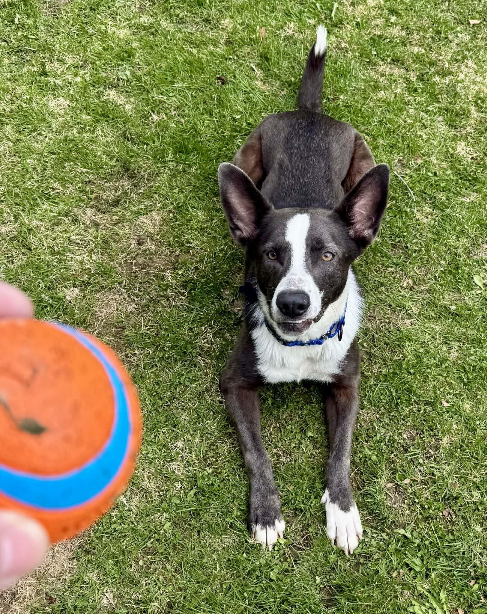 Mack is no longer accepting applications!, adoptable, Young Male Border Collie & Shepherd.