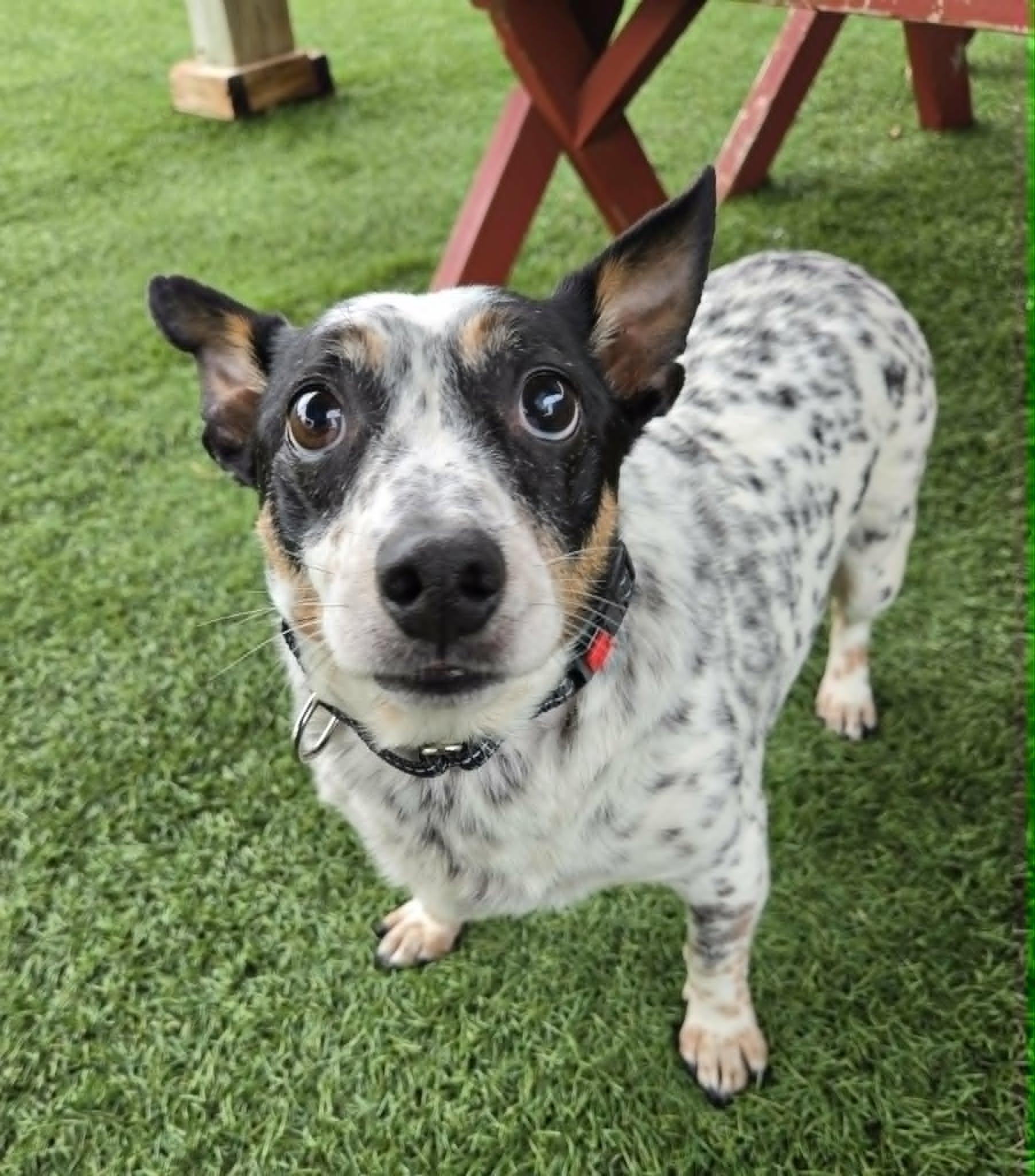 Romeo, an adopted mixed breed in Sparta, WI image 2/2