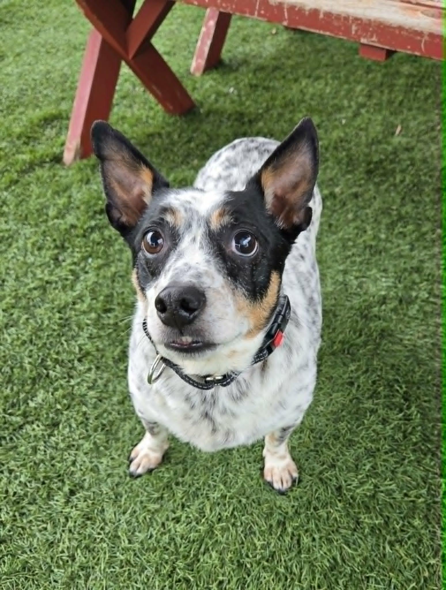 Romeo, adopted, Senior Male Jack Russell Terrier & Australian Cattle Dog / Blue Heeler.