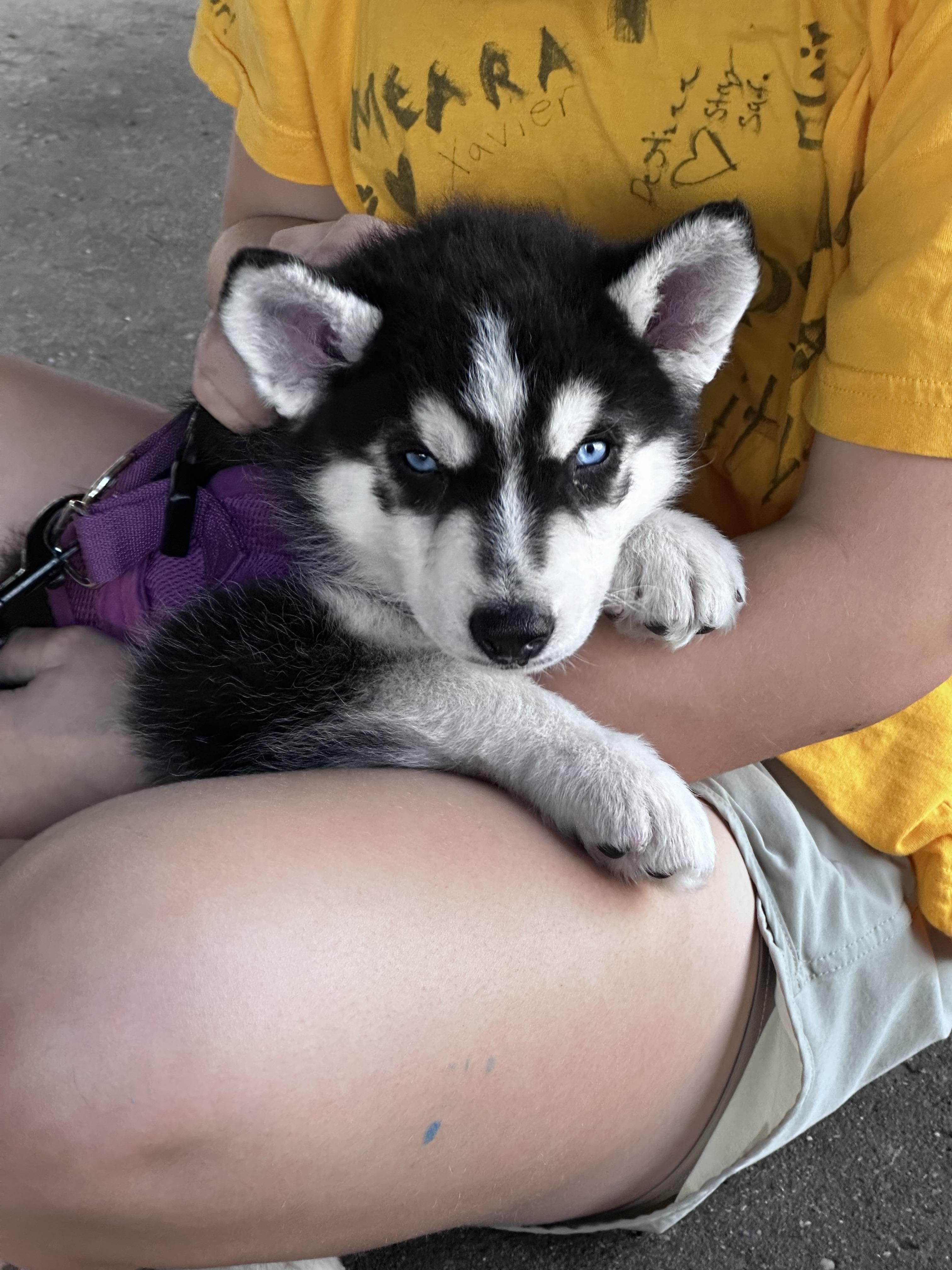 Enlarge Junior, an adopted mixed breed in Lyndhurst, OH image 3/4