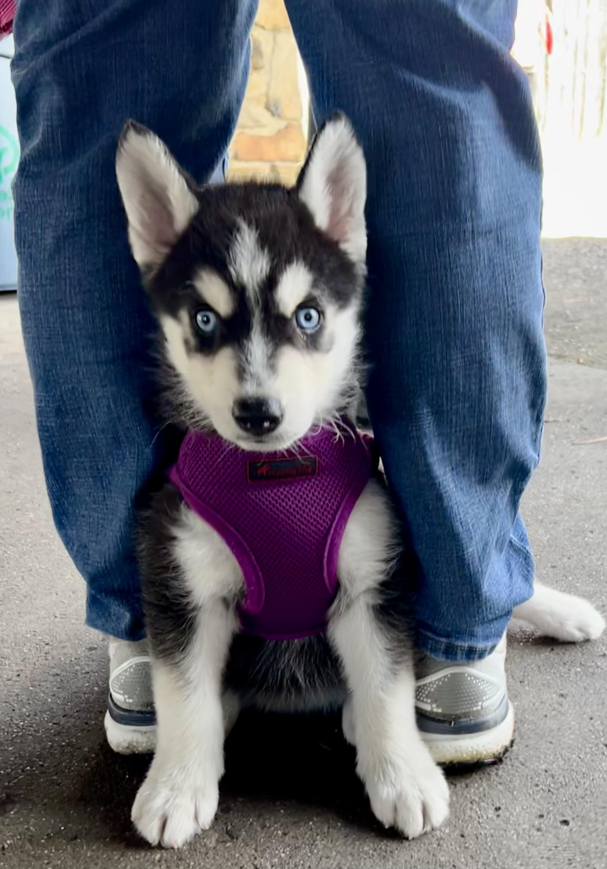 Junior, adopted, Puppy Male Husky & German Shepherd Dog.