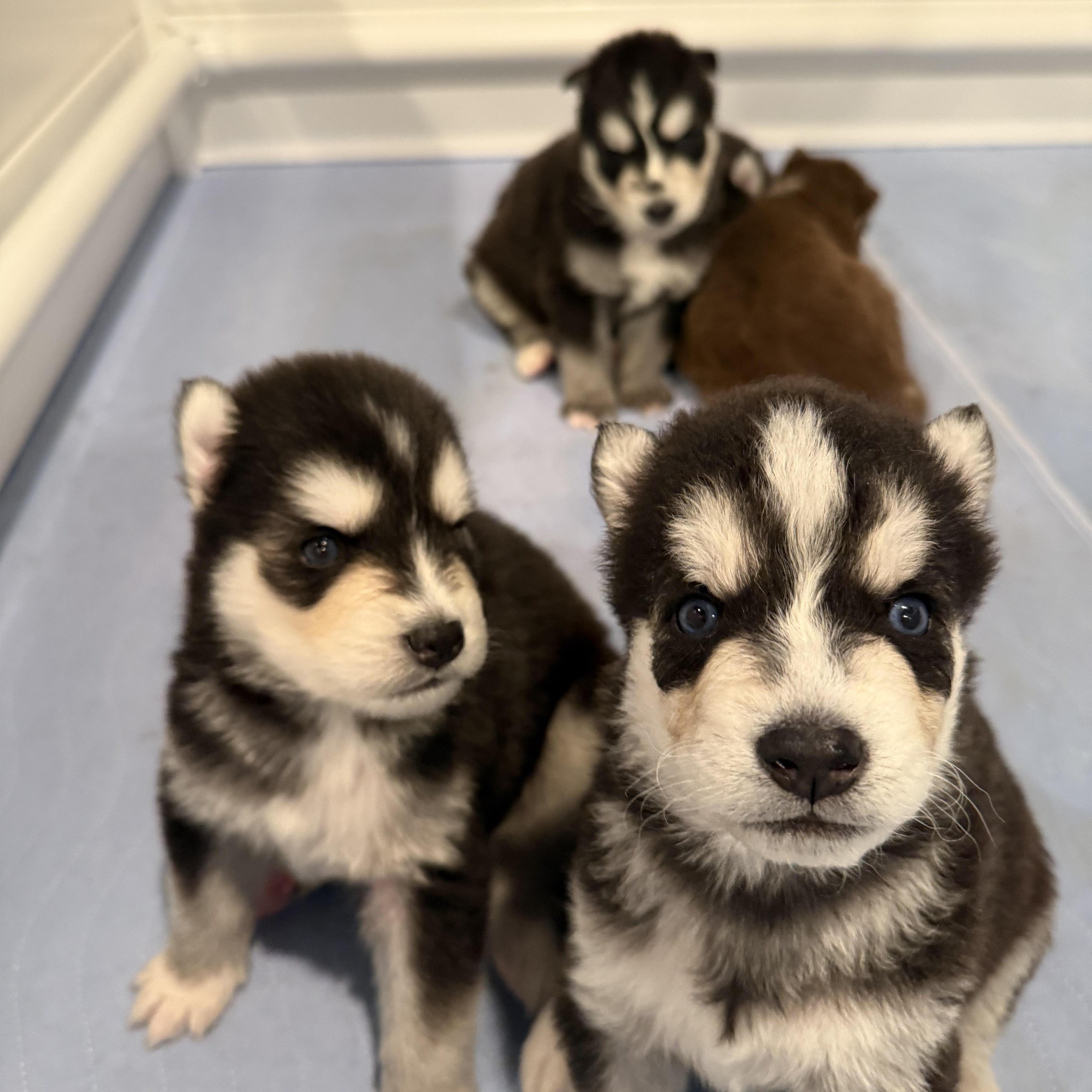 Enlarge Junior, a Adoptable mixed breed in Lyndhurst, OH image 2/3