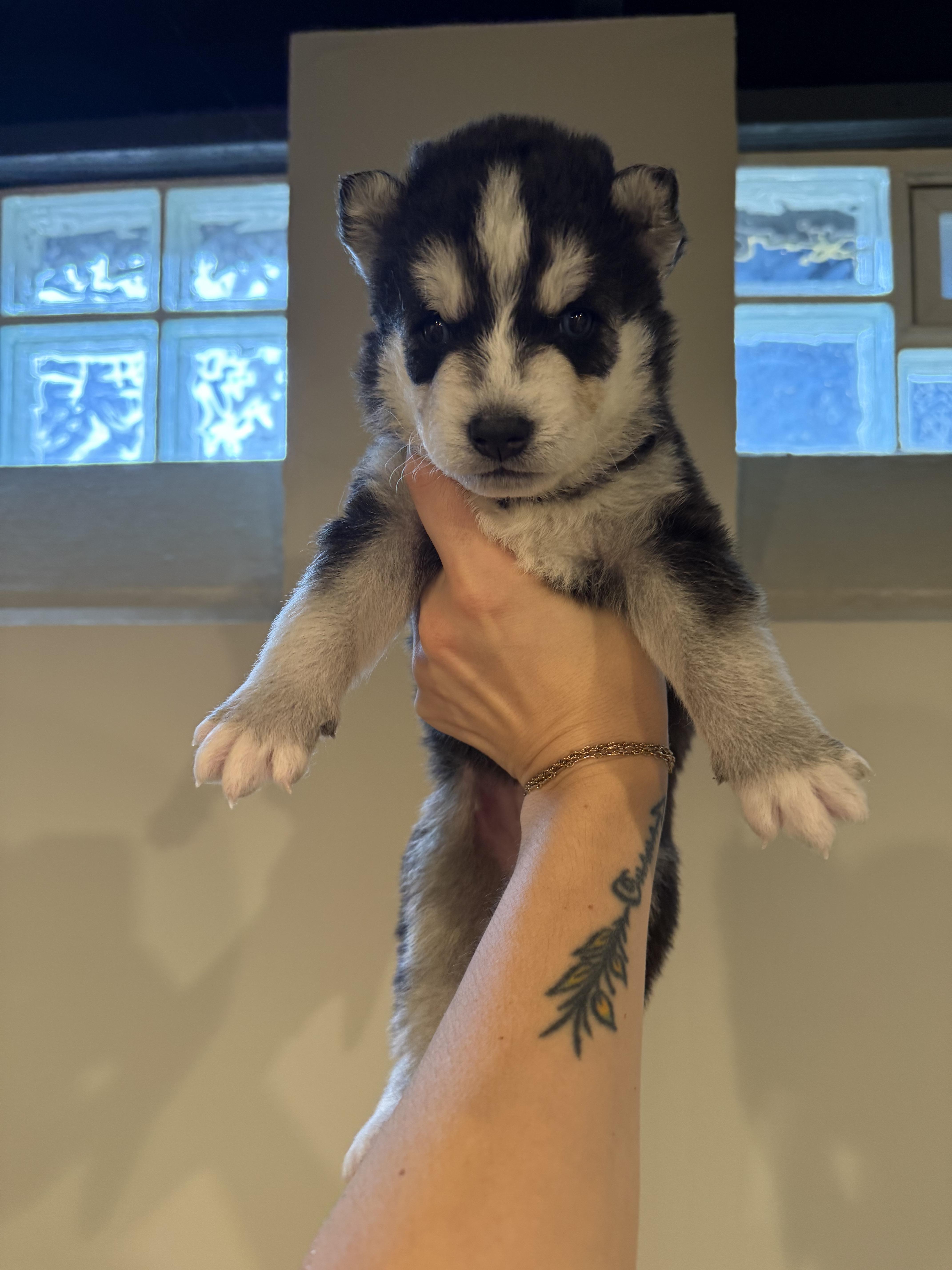 Junior, Adoptable, Puppy Male Husky & German Shepherd Dog.