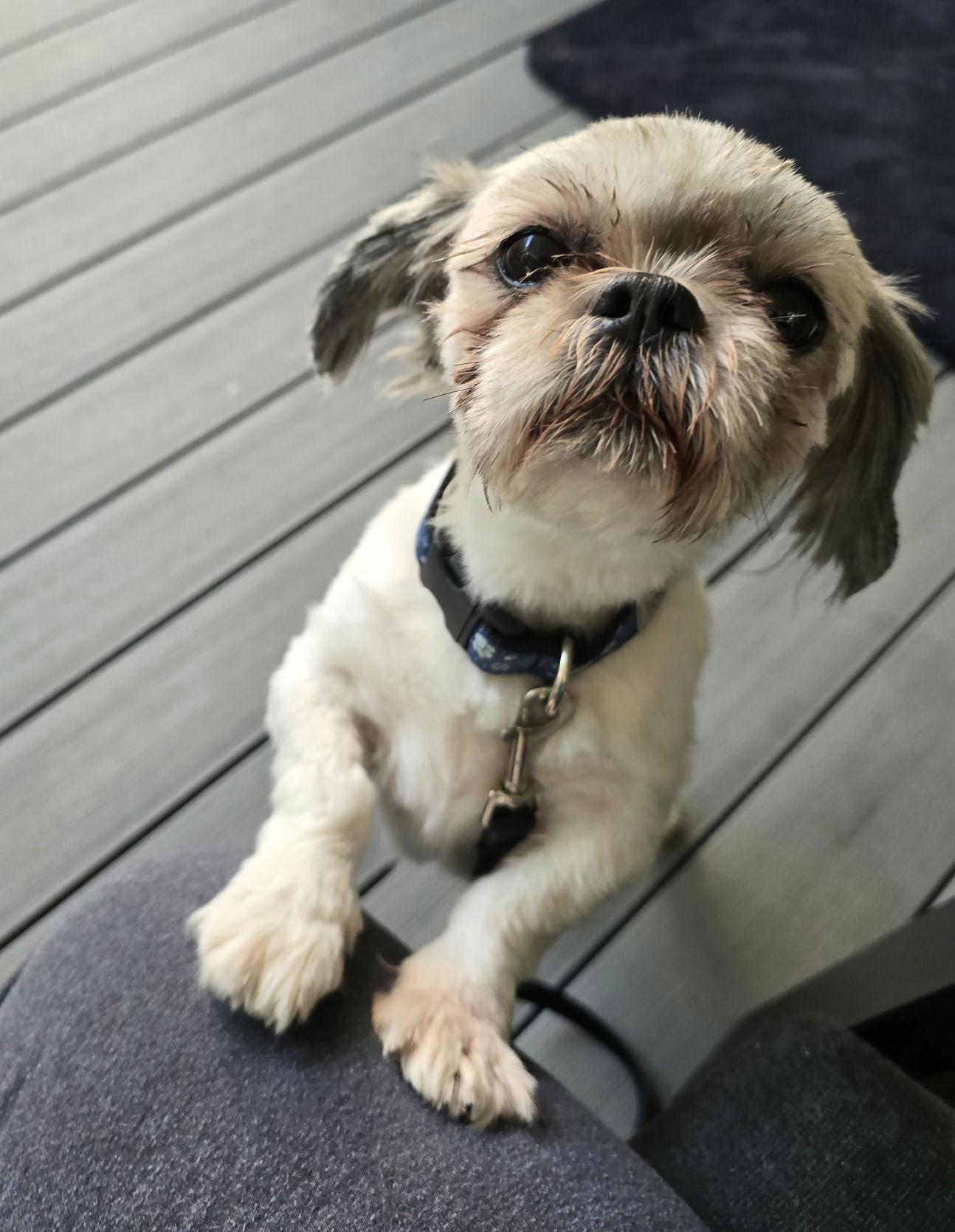 Cassie, a Adopted Shih Tzu in Etobicoke, ON image 1/2