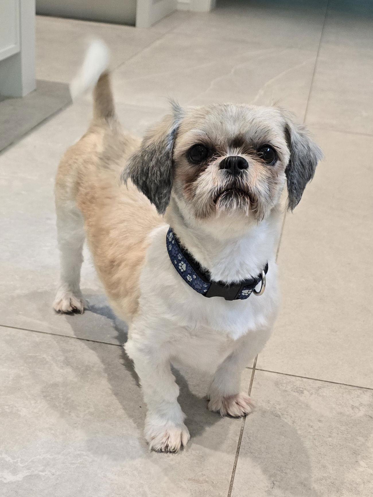 Cassie, a Adopted Shih Tzu in Etobicoke, ON image 2/2