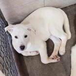 Davonn, adopted, Young Male Siberian Husky.