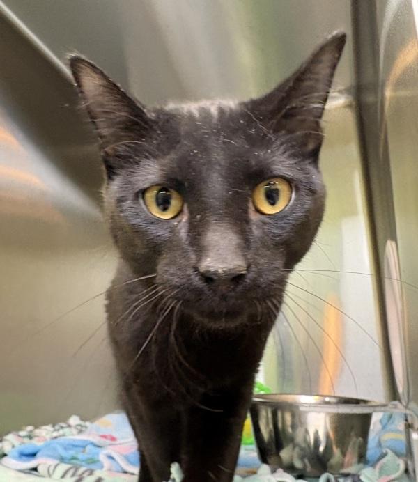 Enlarge Channing, a Adoptable mixed breed in Sioux City, IA image 1/2