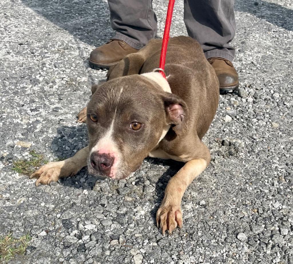 Keisha, Adoptable, Adult Female Terrier.