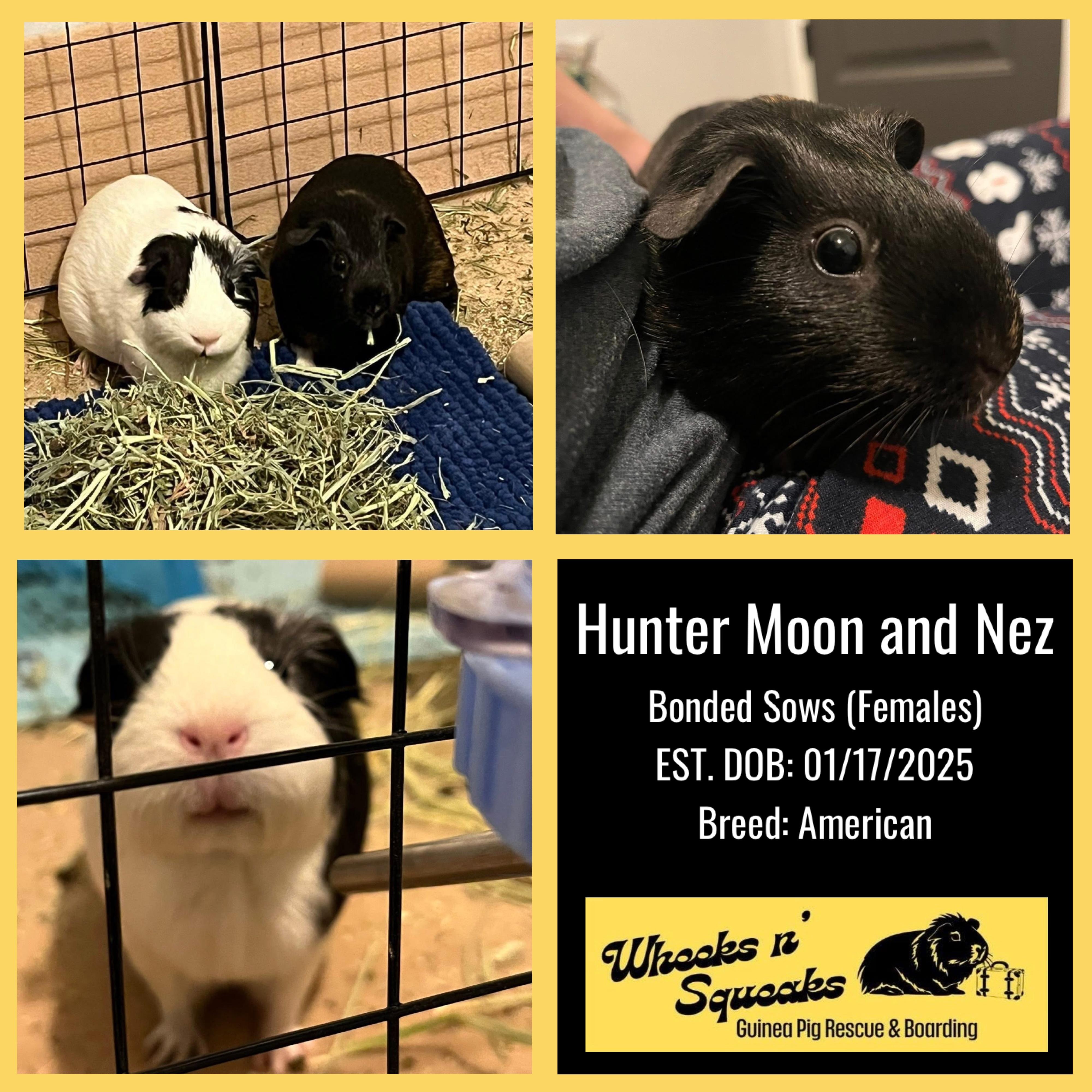 Enlarge Hunter Moon and Nez, a Adoptable Guinea Pig in Phoenix, AZ image 1/6