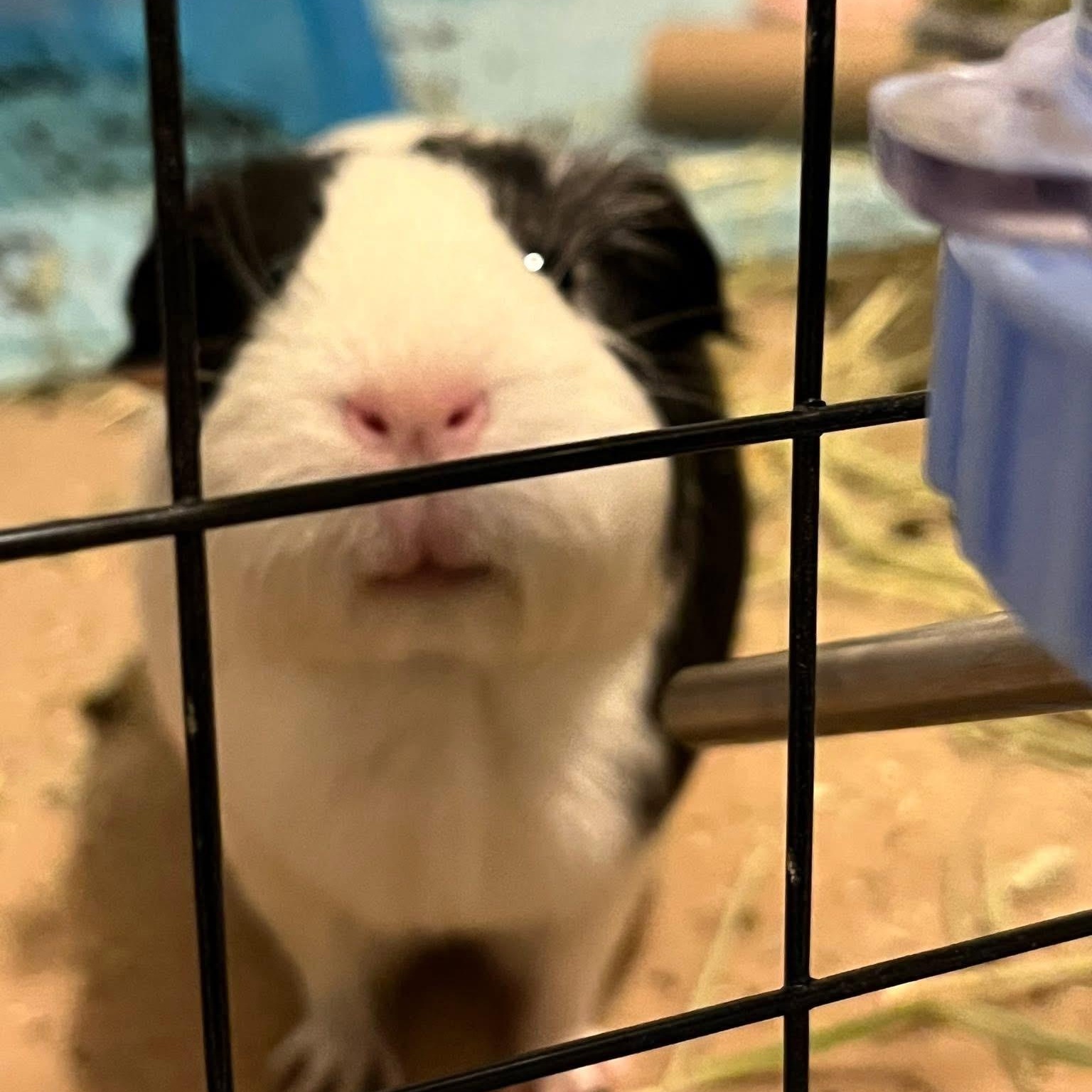 Hunter Moon and Nez, a Adoptable Guinea Pig in Phoenix, AZ image 3/6