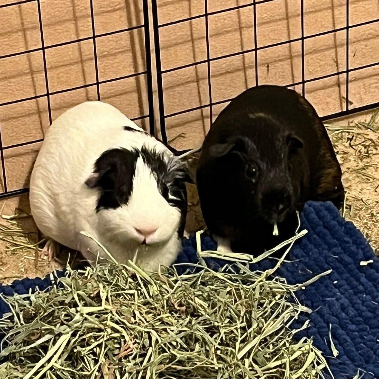 Hunter Moon and Nez, a Adoptable Guinea Pig in Phoenix, AZ image 1/6