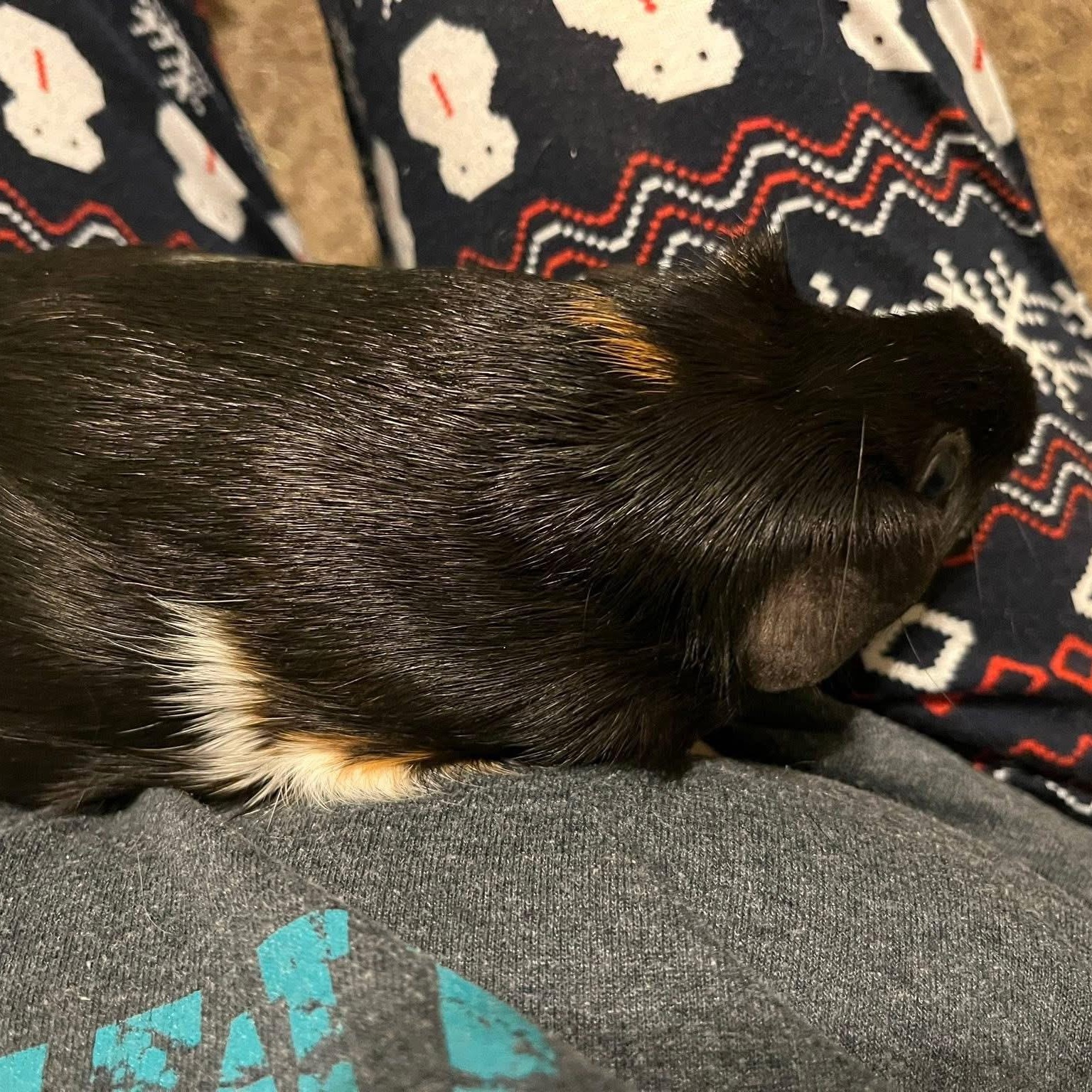 Hunter Moon and Nez, a Adoptable Guinea Pig in Phoenix, AZ image 6/6