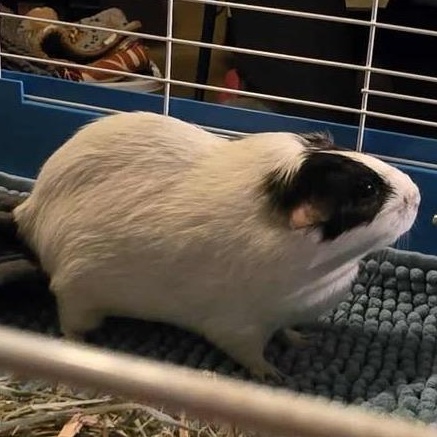 Hunter Moon and Nez, a Adoptable Guinea Pig in Phoenix, AZ image 4/6
