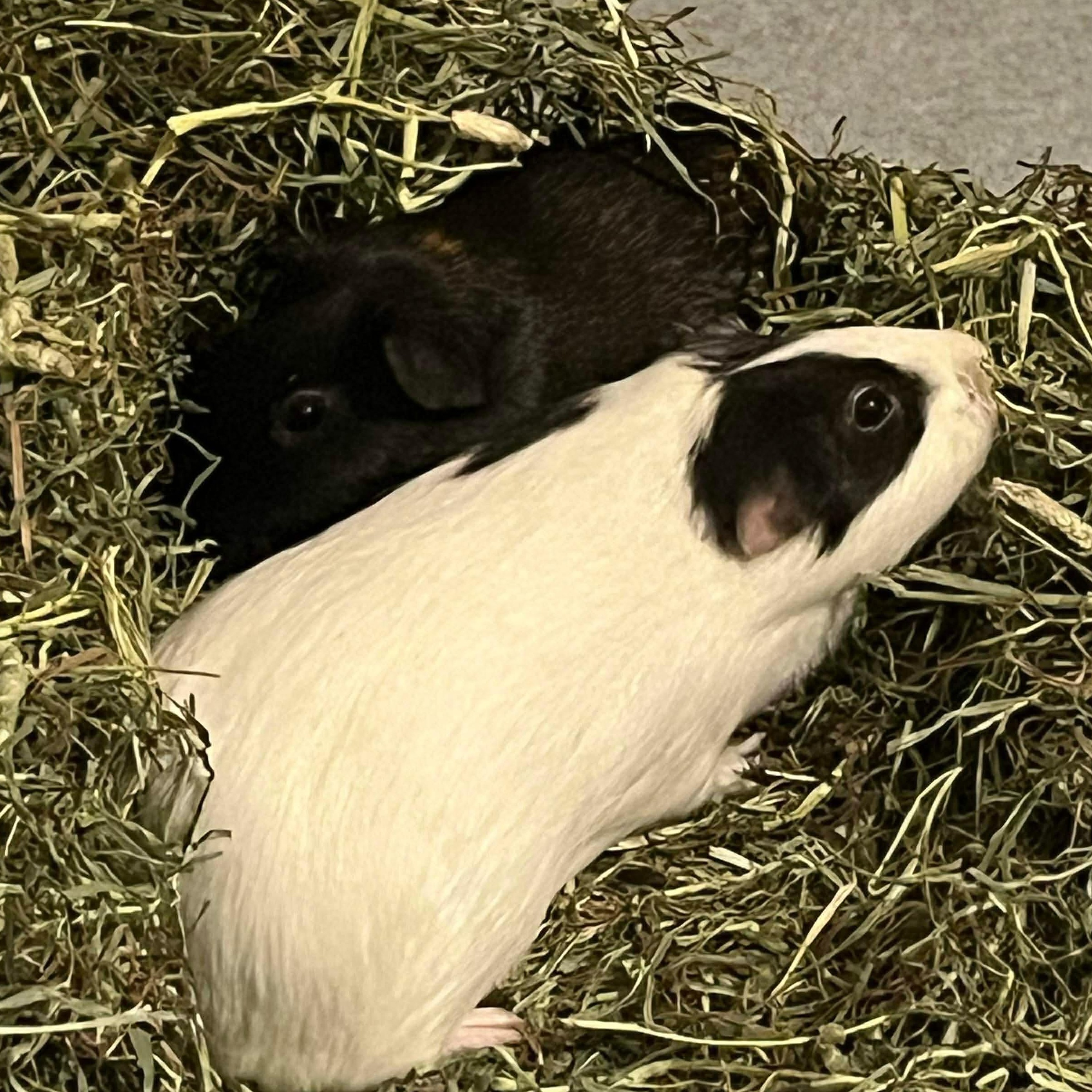 Hunter Moon and Nez, a Adoptable Guinea Pig in Phoenix, AZ image 2/6