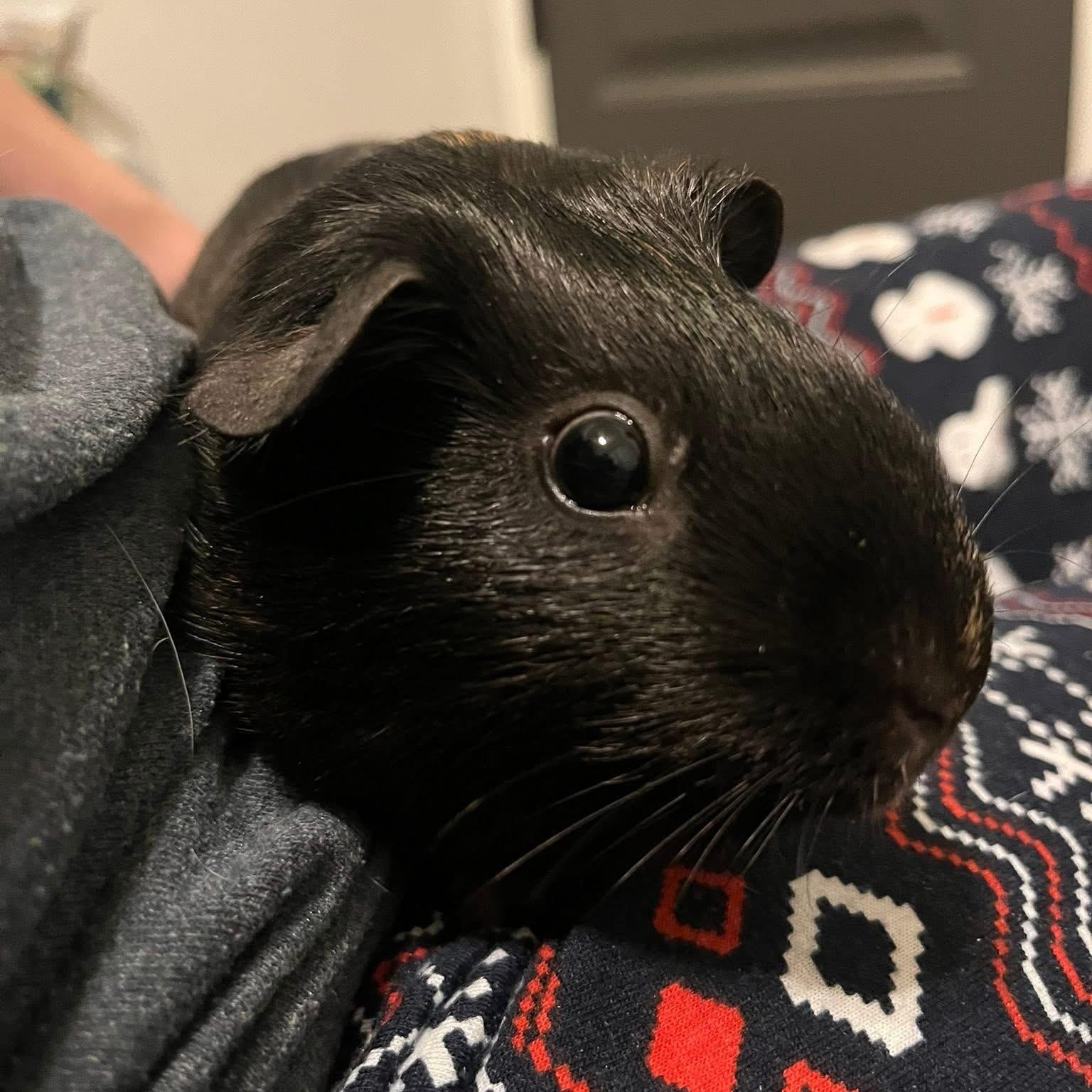 Hunter Moon and Nez, a Adoptable Guinea Pig in Phoenix, AZ image 5/6