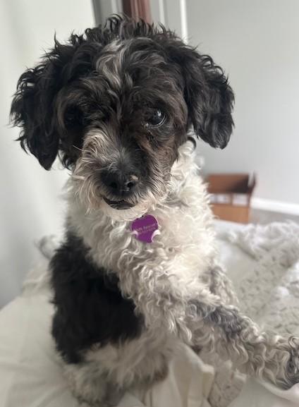 Enlarge Bean, a Adoptable mixed breed in Bartlett, IL image 1/5