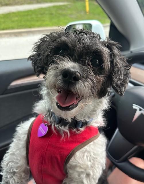 Enlarge Bean, a Adoptable mixed breed in Bartlett, IL image 2/5