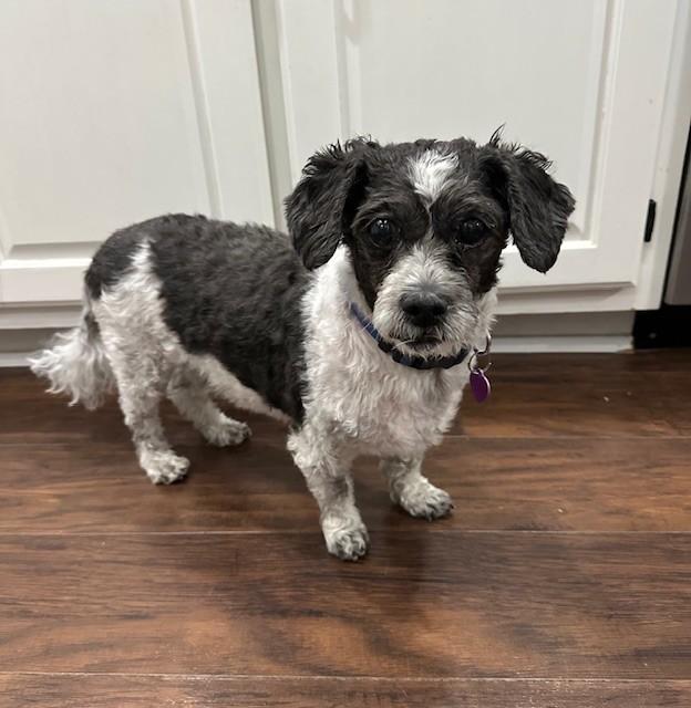 Enlarge Bean, a Adoptable mixed breed in Bartlett, IL image 3/5