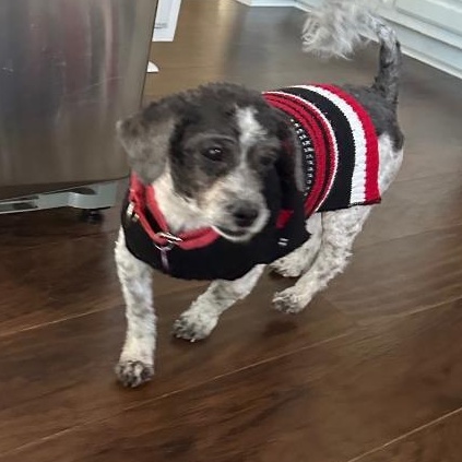 Enlarge Bean, a Adoptable mixed breed in Bartlett, IL image 5/5