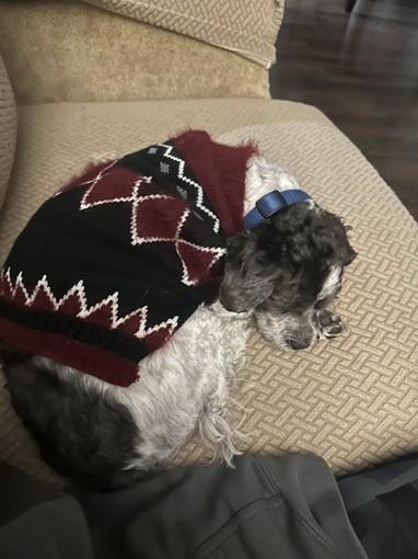 Enlarge Bean, a Adoptable mixed breed in Bartlett, IL image 4/5