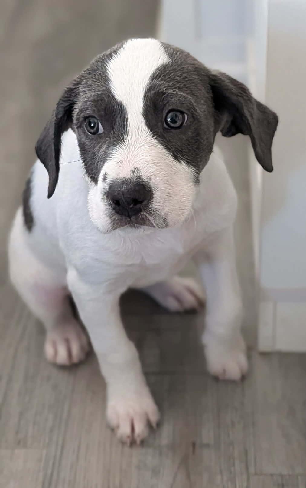 Velvet, Adoptable, Puppy Female Hound & Terrier.