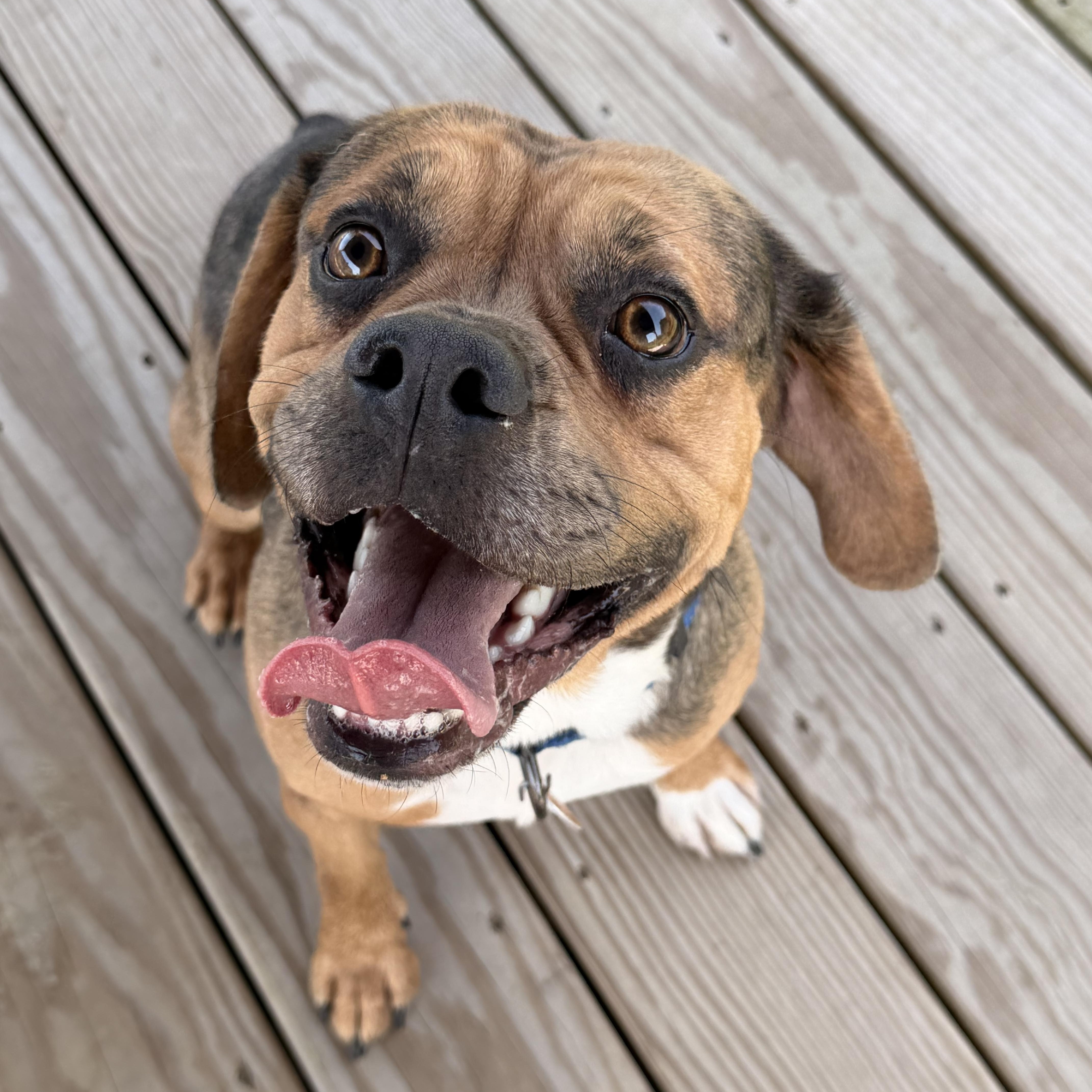 Boone, ADOPTABLE, Young Male Beagle.