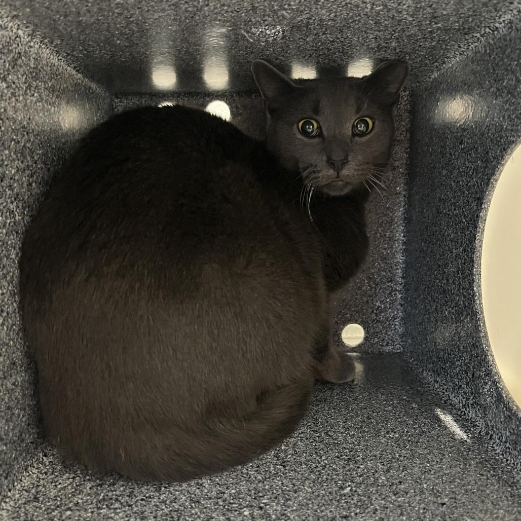 McFlurry, Adoptable, Adult Female Domestic Short Hair.