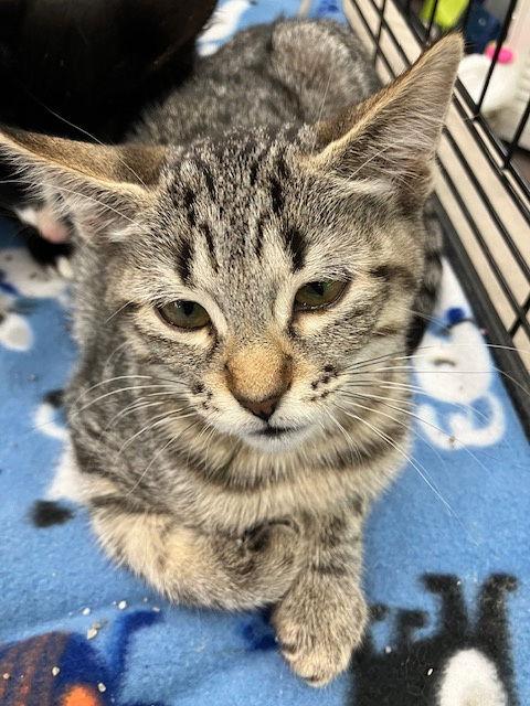 Enlarge Beth, a Adopted Domestic Short Hair in Land O Lakes, FL image 1/1