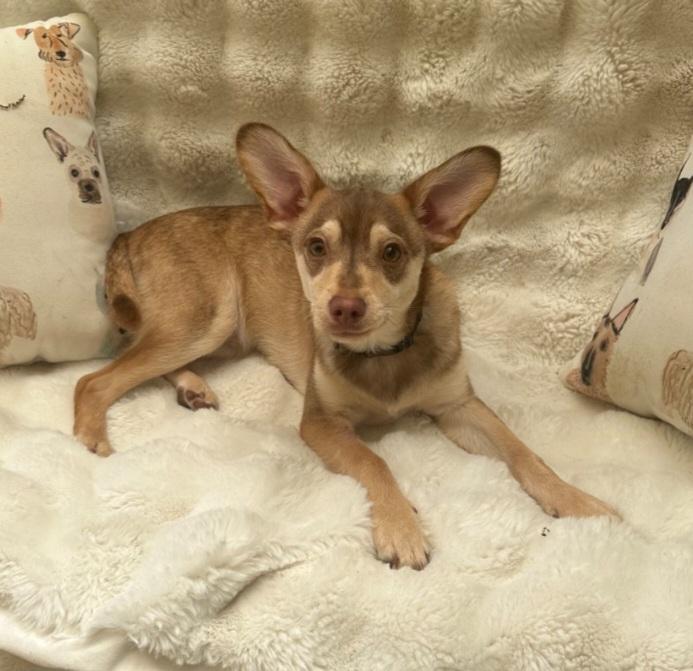 Rookie, an adopted mixed breed in TOMBALL, TX image 2/3