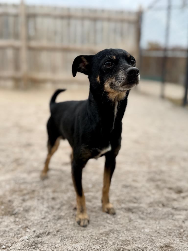 Enlarge Maverick (foster), a Adoptable Terrier in Muskegon, MI image 1/3
