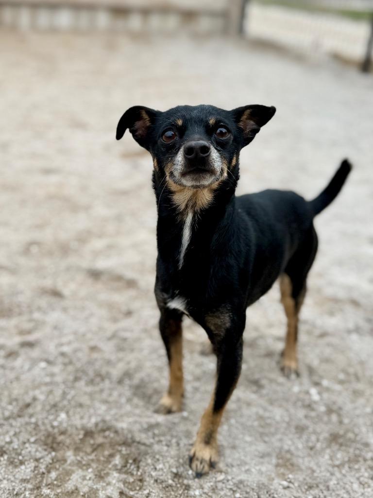 Enlarge Maverick (foster), a Adoptable Terrier in Muskegon, MI image 2/3
