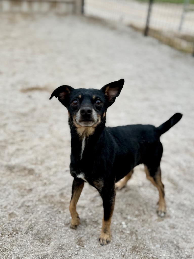 Enlarge Maverick (foster), a Adoptable Terrier in Muskegon, MI image 1/3
